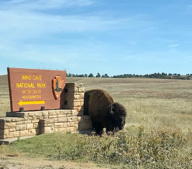 Wind Cave Bison